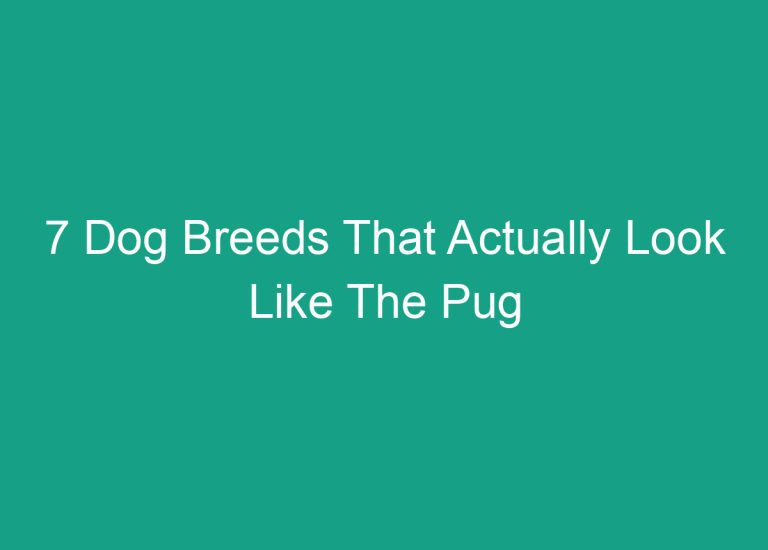 7 Dog Breeds That Actually Look Like The Pug