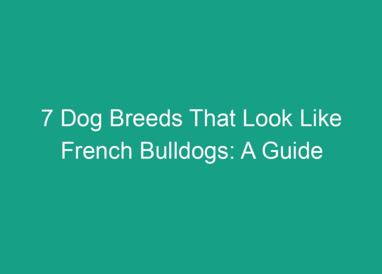 7 Dog Breeds That Look Like French Bulldogs: A Guide