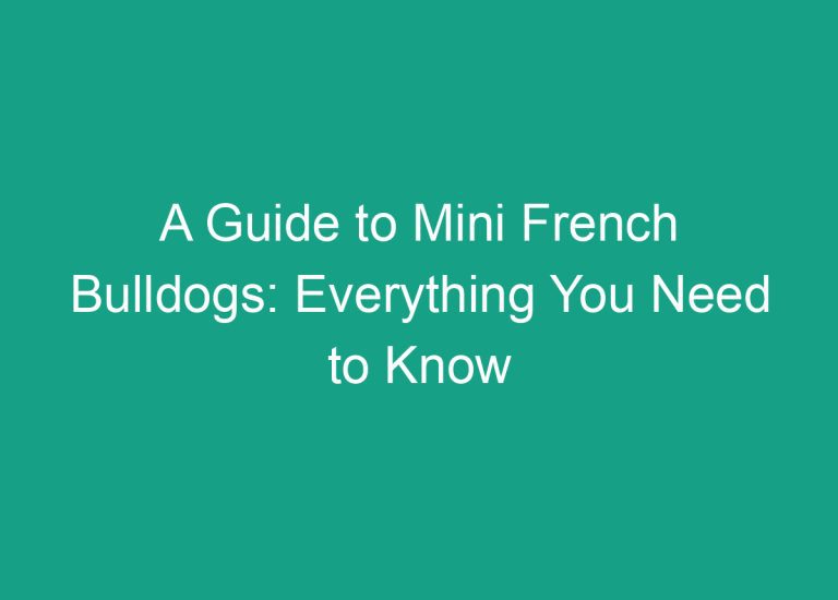 A Guide to Mini French Bulldogs: Everything You Need to Know