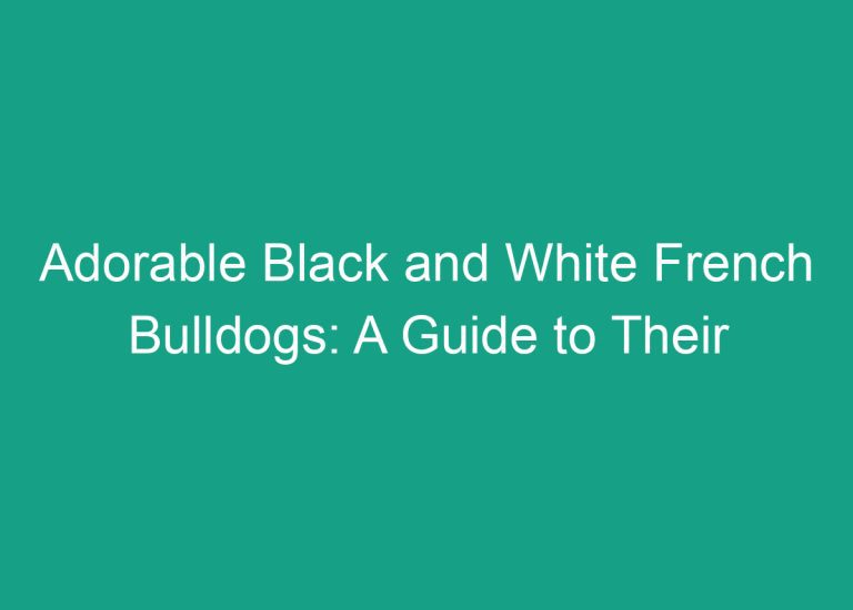 Adorable Black and White French Bulldogs: A Guide to Their Characteristics and Care