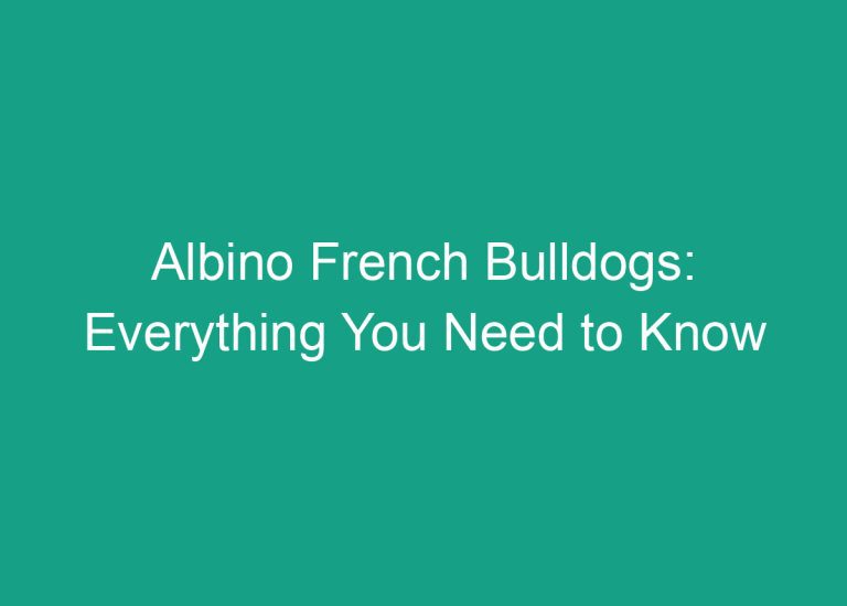 Albino French Bulldogs: Everything You Need to Know