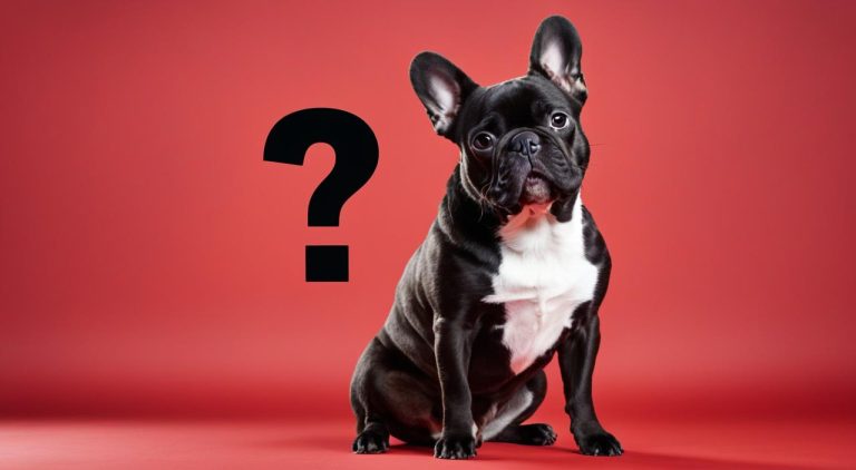 Are French Bulldogs Illegal? Breed Legality FAQ
