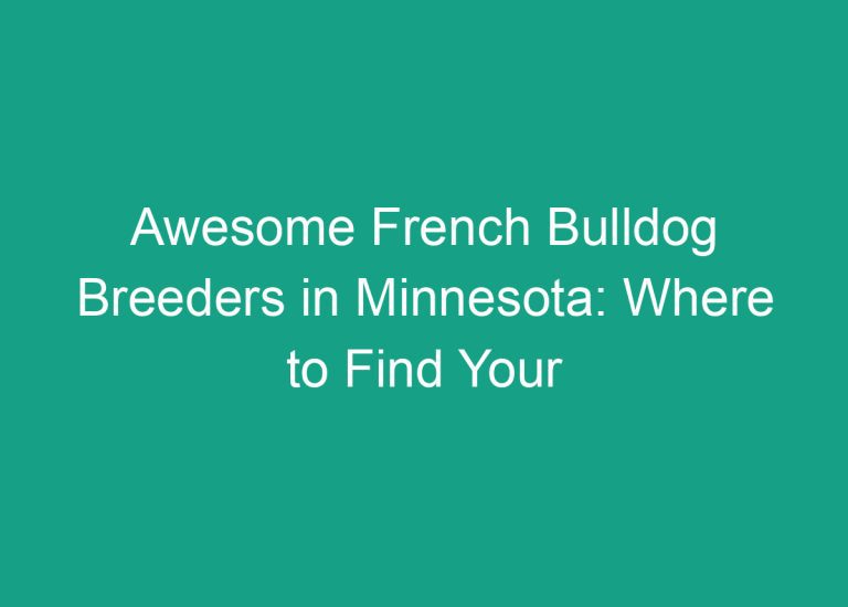 Awesome French Bulldog Breeders in Minnesota: Where to Find Your Perfect Pup