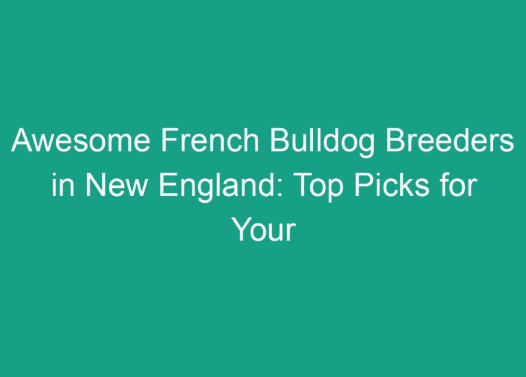 Awesome French Bulldog Breeders in New England: Top Picks for Your Next Furry Companion