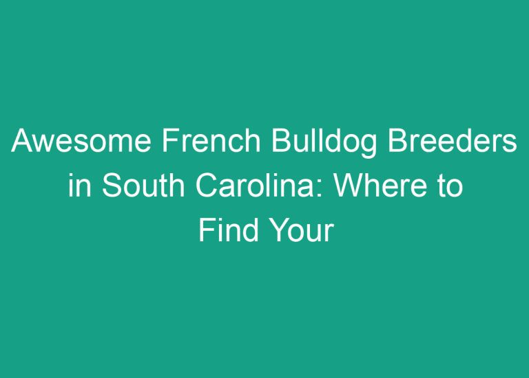 Awesome French Bulldog Breeders in South Carolina: Where to Find Your Perfect Pup