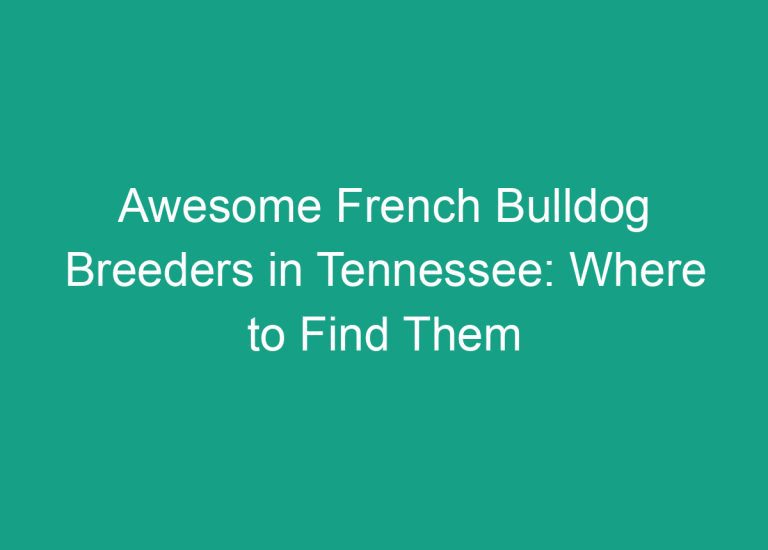 Awesome French Bulldog Breeders in Tennessee: Where to Find Them