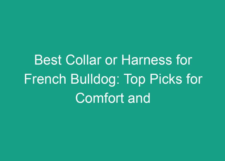 Best Collar or Harness for French Bulldog: Top Picks for Comfort and Control