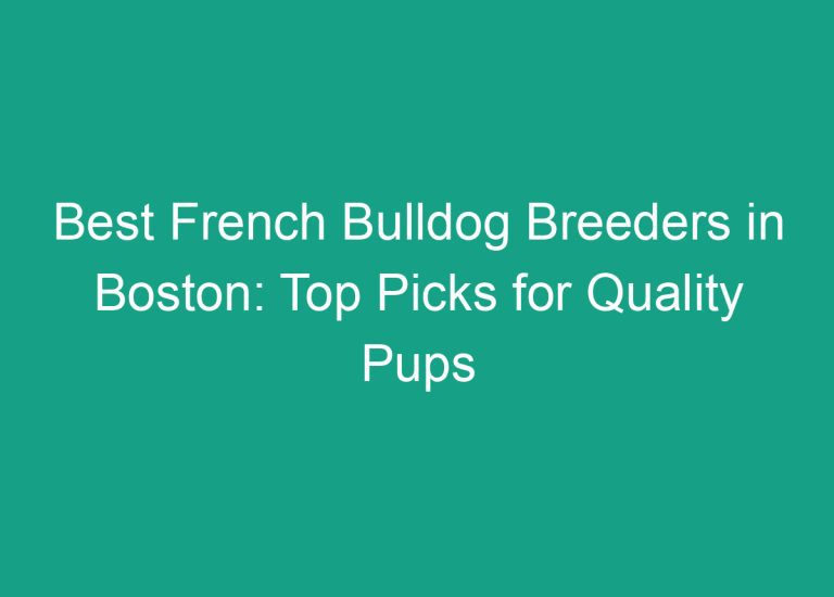 Best French Bulldog Breeders in Boston: Top Picks for Quality Pups