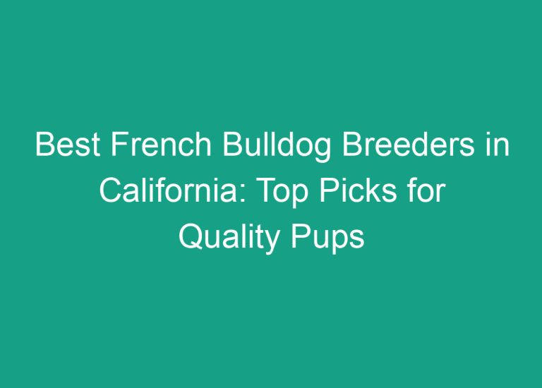 Best French Bulldog Breeders in California: Top Picks for Quality Pups