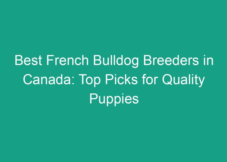 Best French Bulldog Breeders in Canada: Top Picks for Quality Puppies