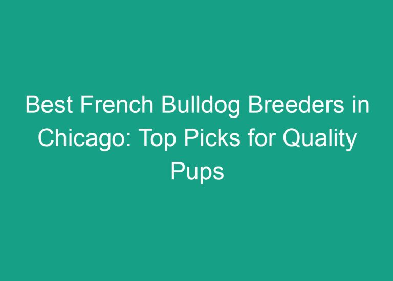 Best French Bulldog Breeders in Chicago: Top Picks for Quality Pups
