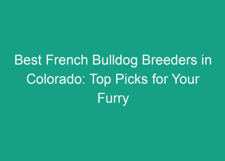 Best French Bulldog Breeders in Colorado: Top Picks for Your Furry Friend