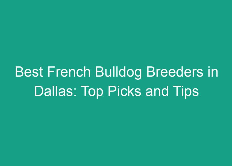 Best French Bulldog Breeders in Dallas: Top Picks and Tips