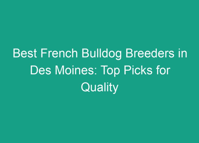 Best French Bulldog Breeders in Des Moines: Top Picks for Quality Puppies