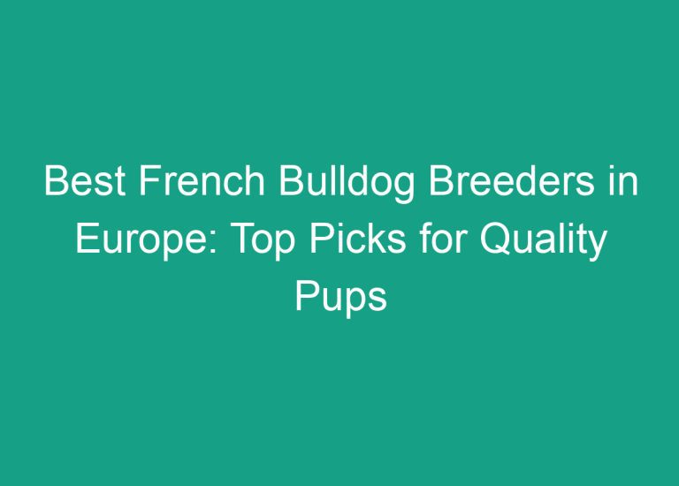 Best French Bulldog Breeders in Europe: Top Picks for Quality Pups
