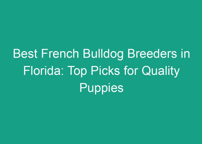 Best French Bulldog Breeders in Florida: Top Picks for Quality Puppies