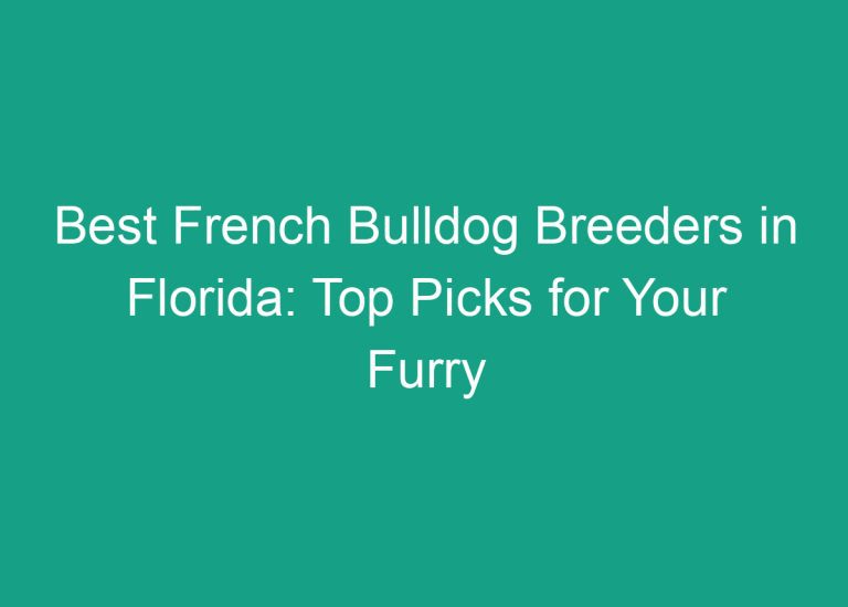 Best French Bulldog Breeders in Florida: Top Picks for Your Furry Friend