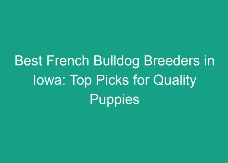 Best French Bulldog Breeders in Iowa: Top Picks for Quality Puppies