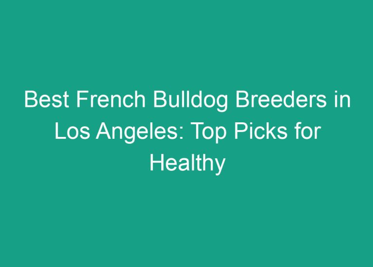 Best French Bulldog Breeders in Los Angeles: Top Picks for Healthy and Happy Pups
