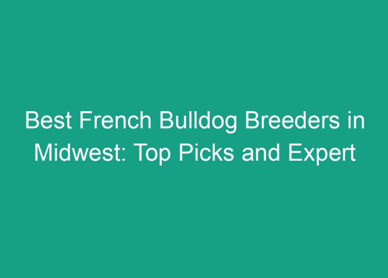 Best French Bulldog Breeders in Midwest: Top Picks and Expert Recommendations