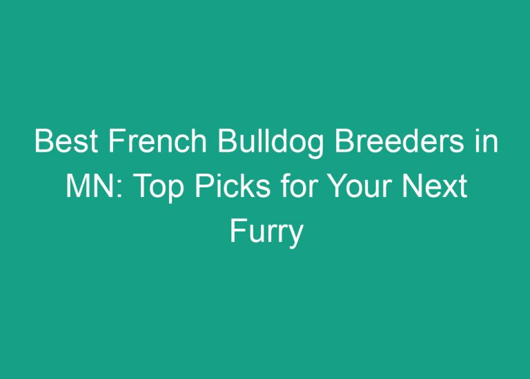 Best French Bulldog Breeders in MN: Top Picks for Your Next Furry Companion
