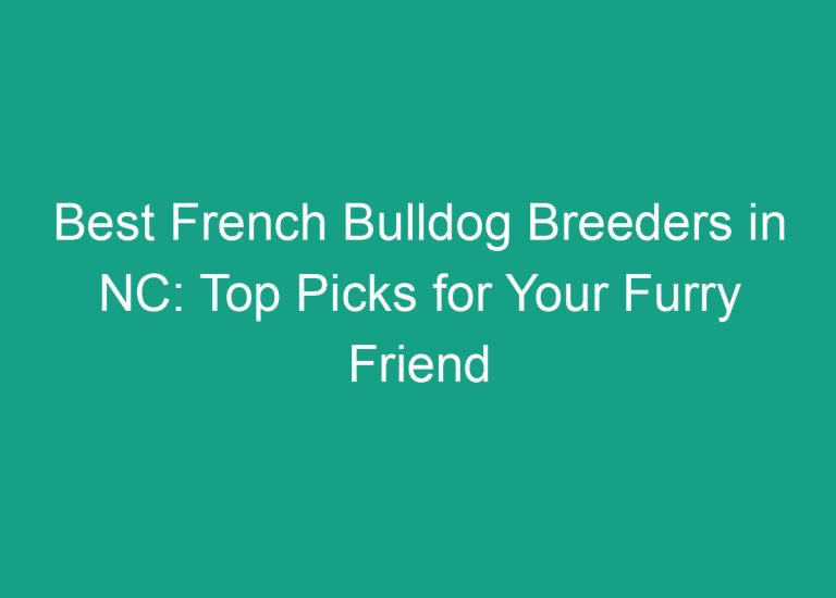 Best French Bulldog Breeders in NC: Top Picks for Your Furry Friend