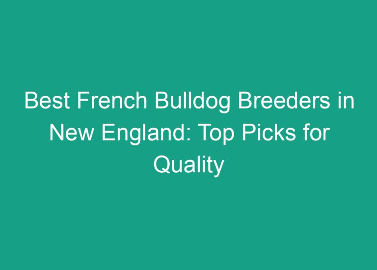 Best French Bulldog Breeders in New England: Top Picks for Quality Puppies