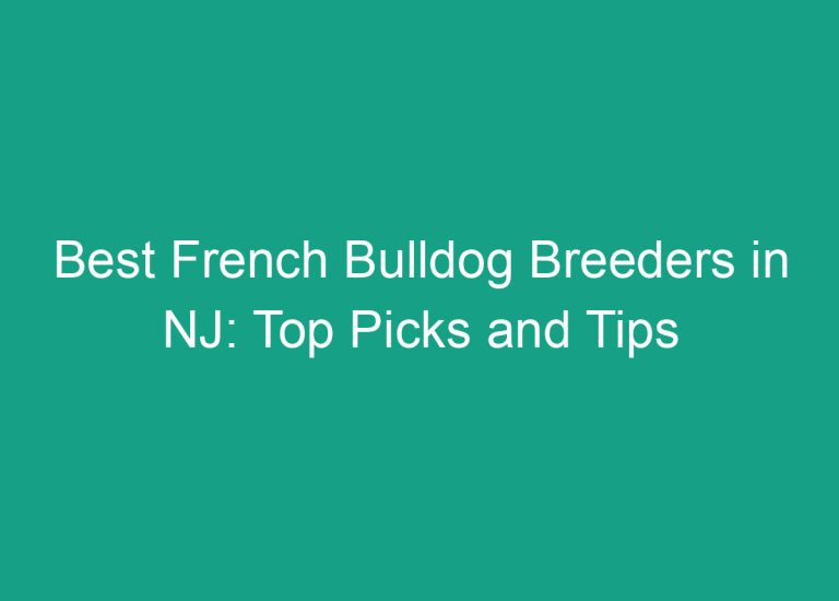 Best French Bulldog Breeders in NJ: Top Picks and Tips