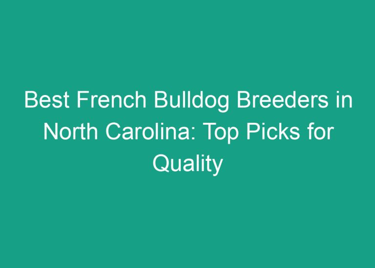 Best French Bulldog Breeders in North Carolina: Top Picks for Quality Puppies