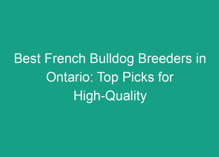 Best French Bulldog Breeders in Ontario: Top Picks for High-Quality Pups