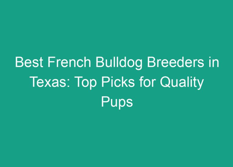 Best French Bulldog Breeders in Texas: Top Picks for Quality Pups