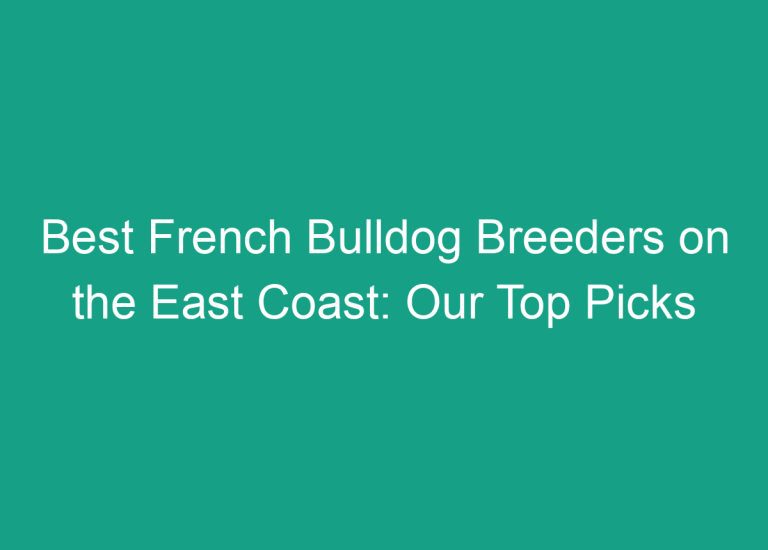 Best French Bulldog Breeders on the East Coast: Our Top Picks