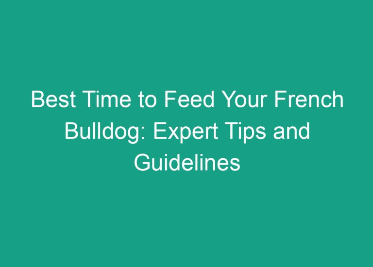 Best Time to Feed Your French Bulldog: Expert Tips and Guidelines