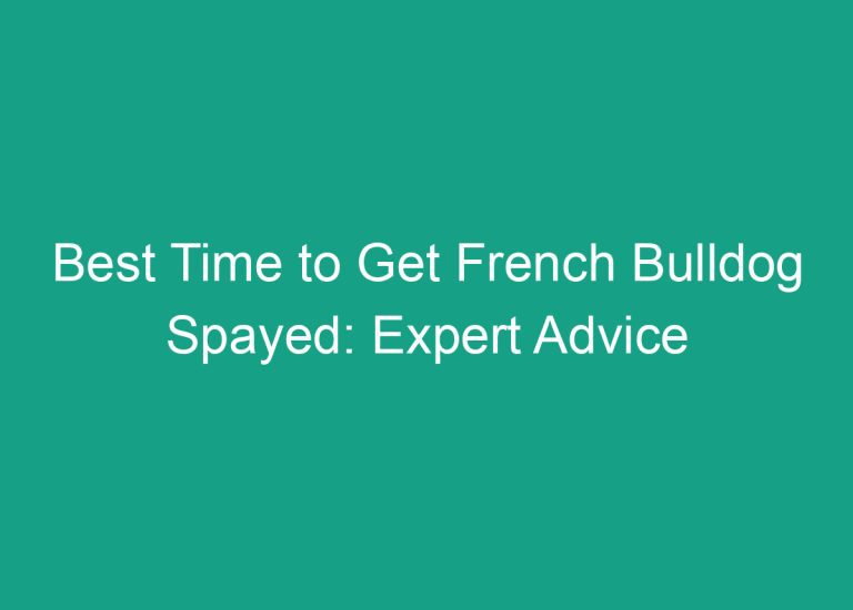 Best Time to Get French Bulldog Spayed: Expert Advice