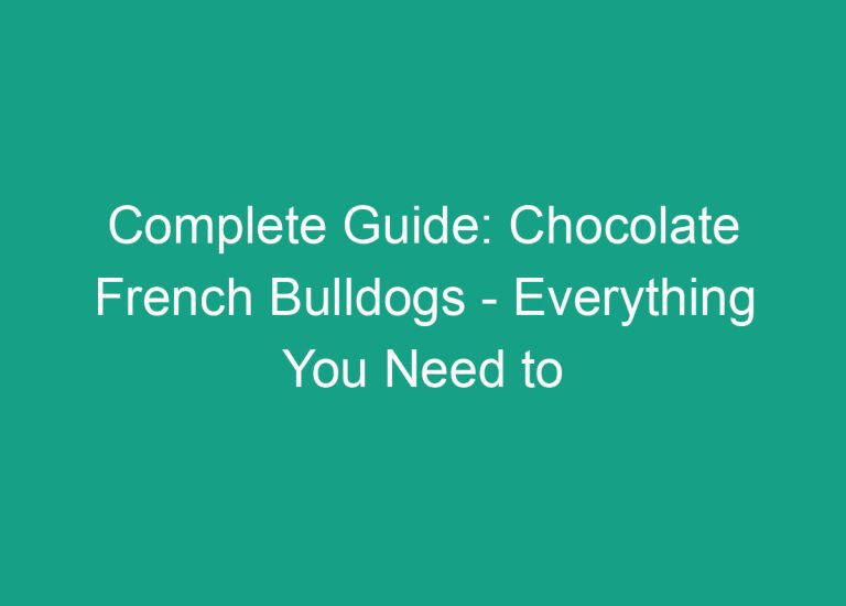 Complete Guide: Chocolate French Bulldogs – Everything You Need to Know