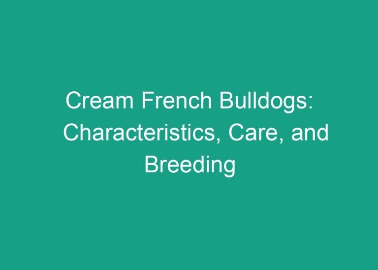 Cream French Bulldogs: Characteristics, Care, and Breeding