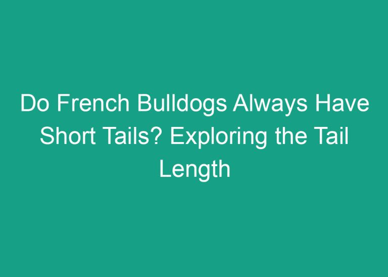 Do French Bulldogs Always Have Short Tails? Exploring the Tail Length of French Bulldogs