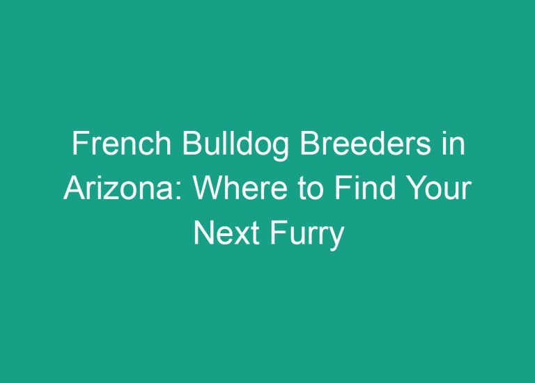 French Bulldog Breeders in Arizona: Where to Find Your Next Furry Companion