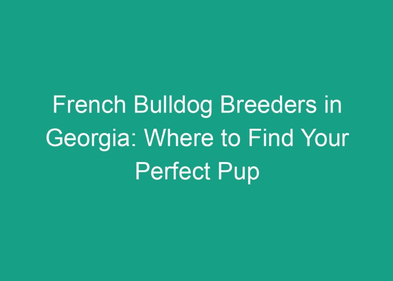 French Bulldog Breeders in Georgia: Where to Find Your Perfect Pup