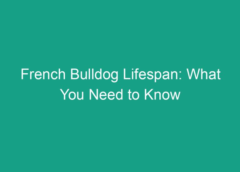 French Bulldog Lifespan: What You Need to Know