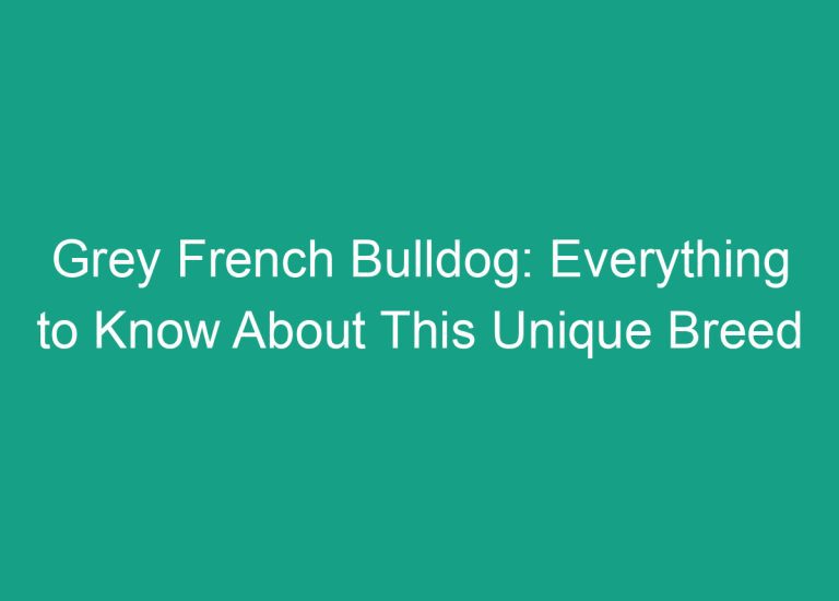 Grey French Bulldog: Everything to Know About This Unique Breed