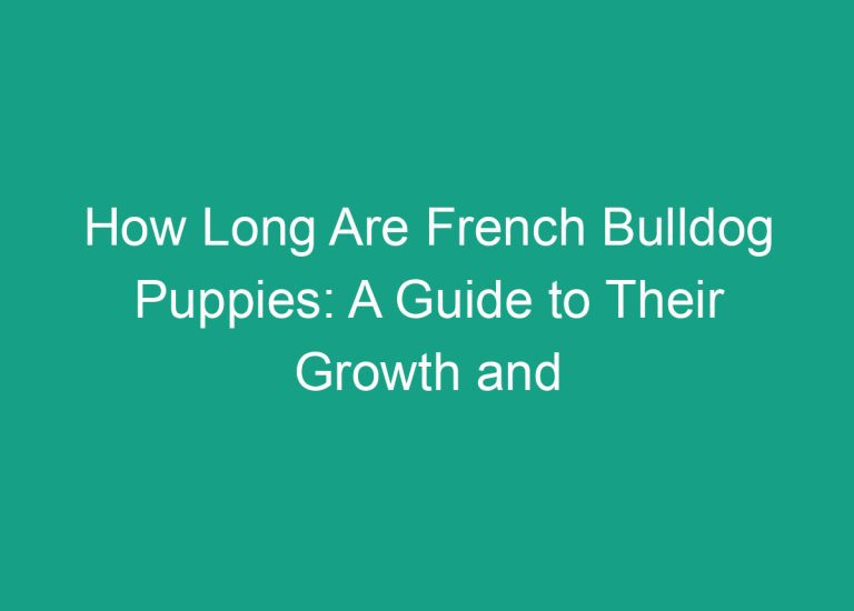 How Long Are French Bulldog Puppies: A Guide to Their Growth and Development