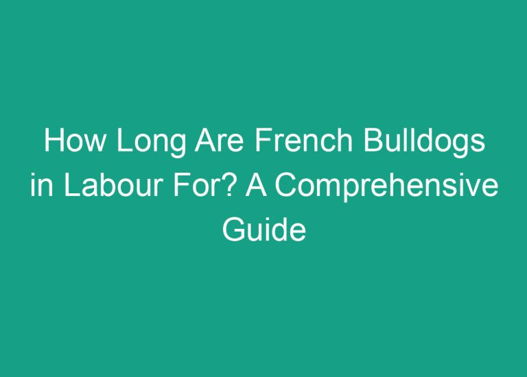 How Long Are French Bulldogs in Labour For? A Comprehensive Guide