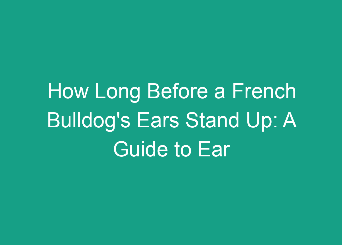 How Long Before A French Bulldog's Ears Stand Up: A Guide To Ear