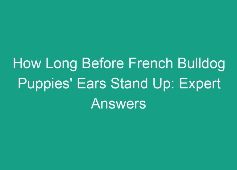 How Long Before French Bulldog Puppies’ Ears Stand Up: Expert Answers