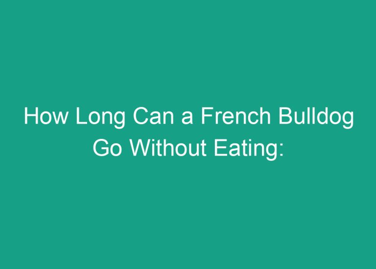 How Long Can a French Bulldog Go Without Eating: Expert Insights