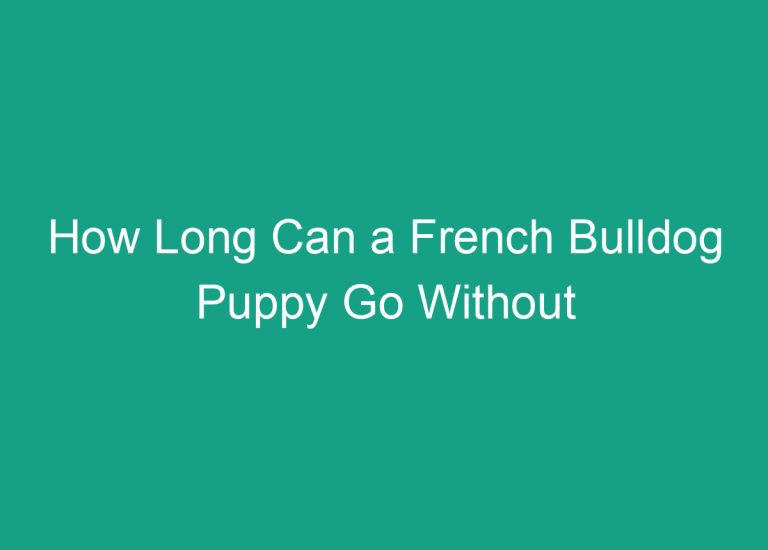 How Long Can a French Bulldog Puppy Go Without Eating? Expert Answers