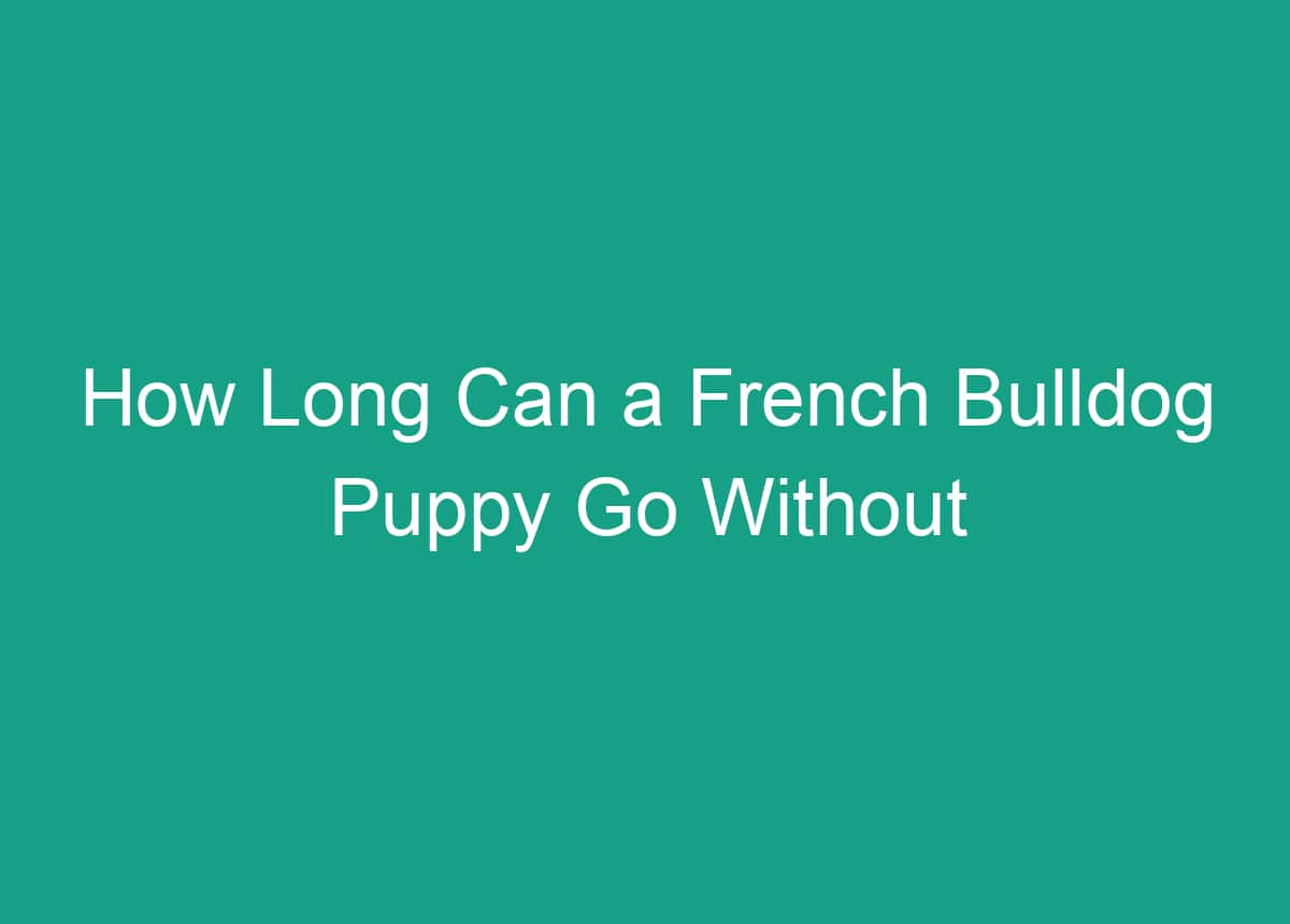 How Long Can A French Bulldog Puppy Go Without Eating Expert Answers how-long-can-a-french-bulldog-puppy-go-without-eating-expert-answers