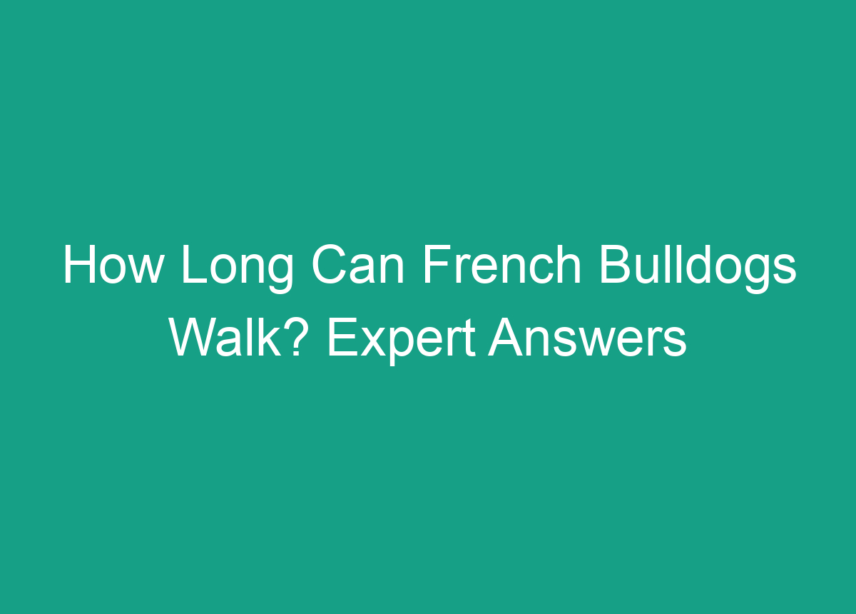 How Long Can French Bulldogs Walk? Expert Answers