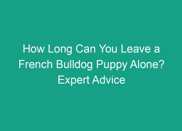 How Long Can You Leave a French Bulldog Puppy Alone? Expert Advice